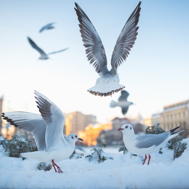 Iarna în București - Primele fotografii 2