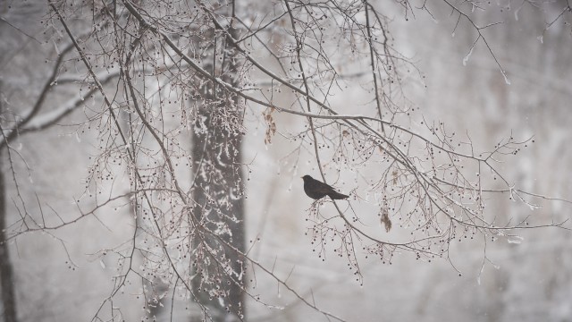Iarna în București - Primele fotografii 30