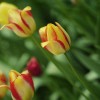 Flori ale primăverii 1 - Nikon D7000 + 50 1.8 - 1/800s, f/2.8, ISO 320