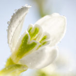 Ghioceii, simbol al primăverii