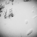Urme în iarnă