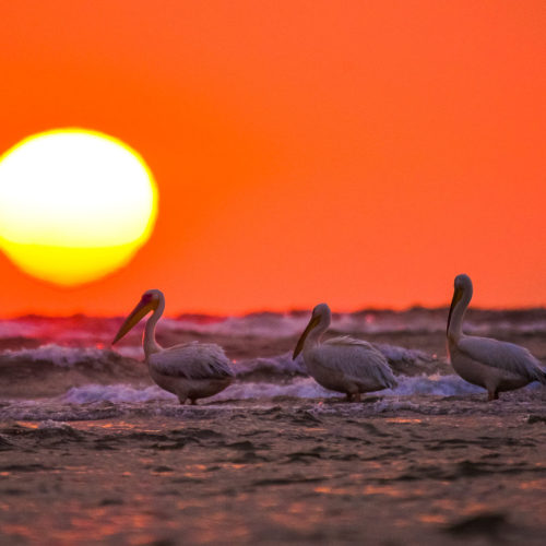 Pelicani la răsărit în Sfântu Gheorghe, Delta Dunării