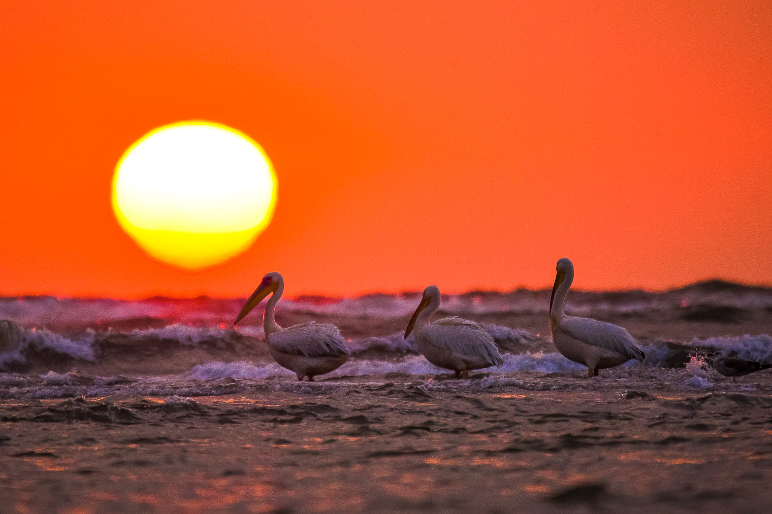 Pelicani la răsărit în Sfântu Gheorghe, Delta Dunării